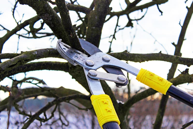 DIY Tree Pruning - Choose the right tool, the right time, and the right place