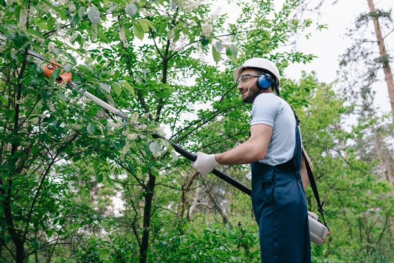 How much does tree pruning cost?