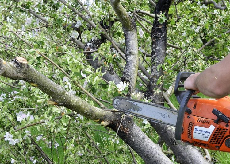 The Ins and Outs of Tree Trimming and Pruning